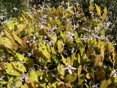 Epimedium Name vergessen April 2021.jpg