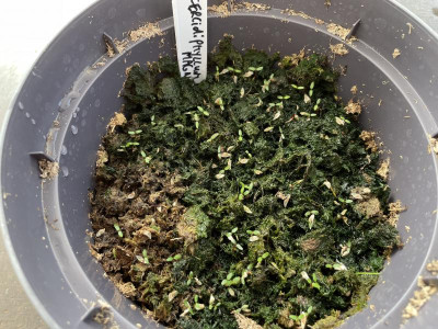 Cercidiphyllum magnificum Germination April 2021.jpg