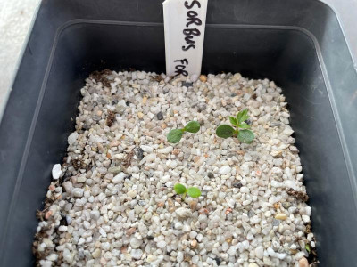 Sorbus forrestii Germination April 2021.jpg