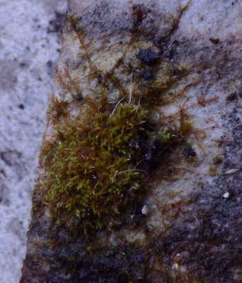 Mykorrhiza-Moos a.jpg