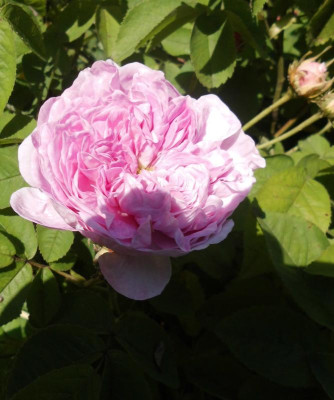 Belle Isis Meldorf Bl2.JPG