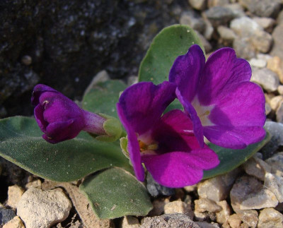 Primula allionii dunkel-2.jpg