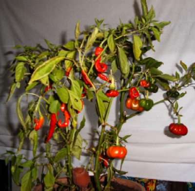 Paprika_im_Zimmer1.JPG