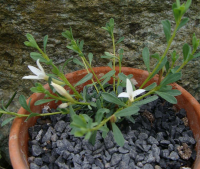 Daphne jasminea21-2.jpg