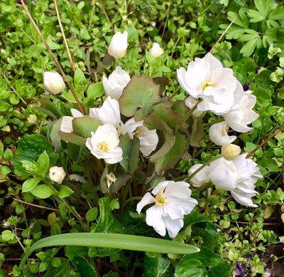 2021-04-19 Jeffersonia dubia Alba.jpg