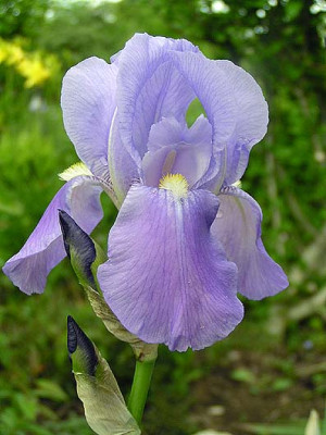 Iris_lila.jpg