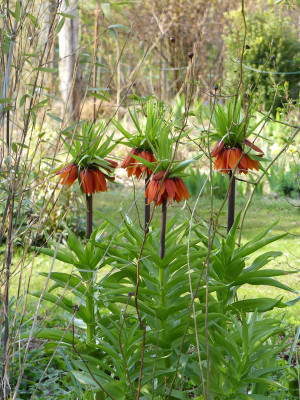 2021-04-19 Fritillaria imperialis 1.jpg