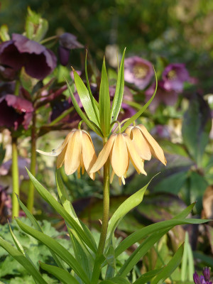 2021-04-19 Fritillaria imperialis 'Vivaldi' 1.jpg