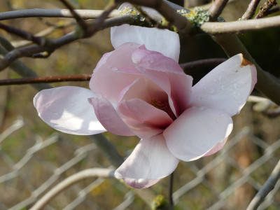 2021-04-19 Magnolia sprengeri var. sprengeri 1.jpg