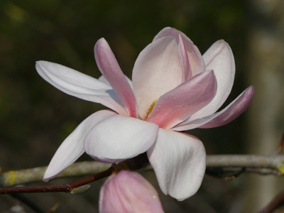 2021-04-19 Magnolia sprengeri var. sprengeri 2.jpg