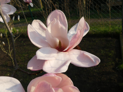2021-04-19 Magnolia sprengeri var. sprengeri 4.jpg
