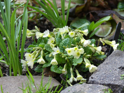 2021-04-19 Primula 'Mc Watts Cream'.jpg