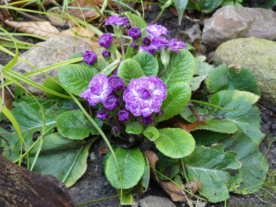 2021-04-19 Primula 1.jpg