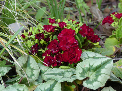 2021-04-19 Primula 2.jpg