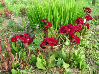 Primula Cowichan rot DSCN6195.JPG