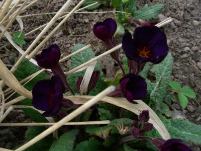 Primula Cowichan schwarzblauviolett DSCN5799.JPG
