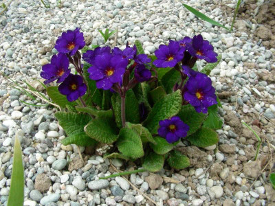 Primula Cowichan Blau DSCN5583.JPG