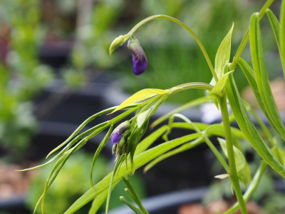 Lathyrus vernus blau Sämling P4170326.JPG