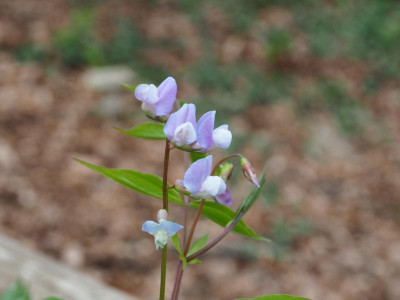 Lathyrus vernus Subtle Hints P4170332.JPG