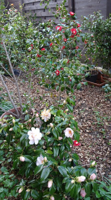 DSC07592.jpg