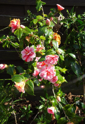 DSC07599.jpg