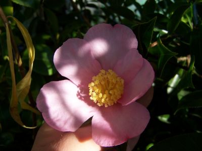 100_0739_C._sasanqua-cutting_6_y._pink_50_P.jpg