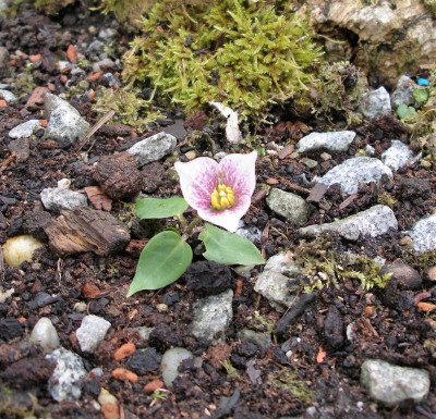 Trillium rivale 20.04.21.JPG