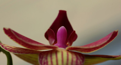 Orchidee-Vogelperspektive.jpg