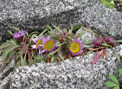 Townsendia rothrockii a 20.04.21.JPG