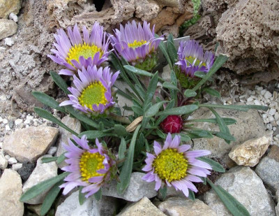 Townsendia rothrockii b 20.04.21.JPG