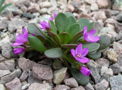 Claythonia megarhiza 20.04.21.JPG