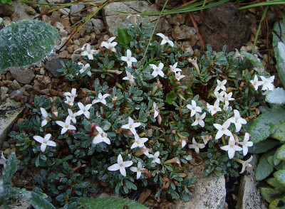 Daphne jasminea19-5.jpg