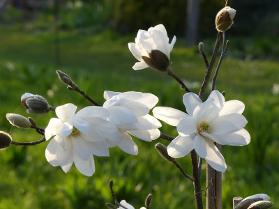 2021-04-20 Magnolia 'Scented Silver' 2.jpg