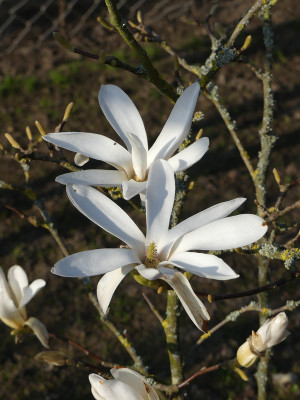 2021-04-20 Magnolia 'Pickard's Stardust' 1.jpg