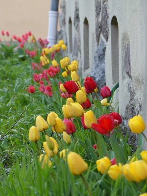 2021-04-20 Tulpen 1.jpg