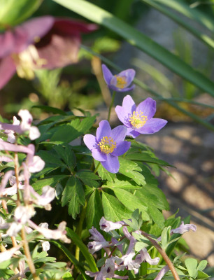 2021-04-20 Anemone nemorosa 'Hannah Gubbay' 2.jpg