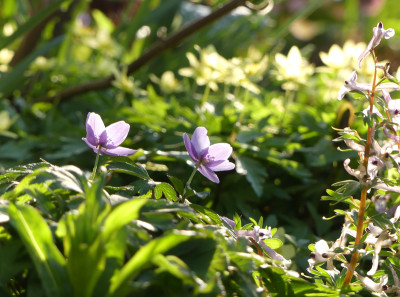 2021-04-20 Anemone nemorosa 'Hannah Gubbay' 3.jpg