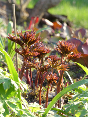 2021-04-20 Paeonia tenuifolia x mascula.jpg
