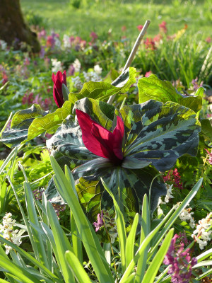 2021-04-20 Trillium chloropetalum 1.jpg