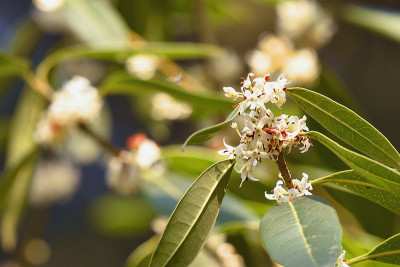 osmanthus_dec.jpg