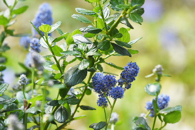 ceanothus.jpg