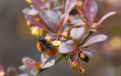 berberis.jpg