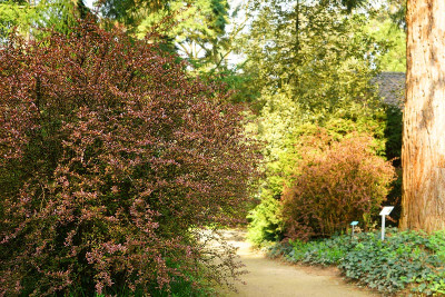 berberis.jpg