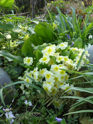 2021-04-20 Primula 1.jpg