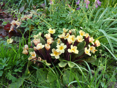 2021-04-20 Primula 'Osiered Amber'.jpg
