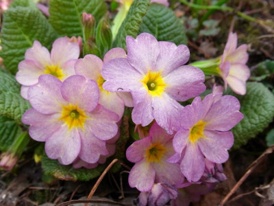 Rosa_Ga_RIMG0216.JPG