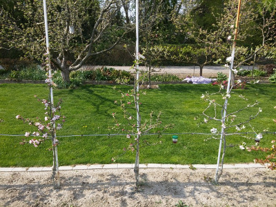 Apfel 210420.jpg
