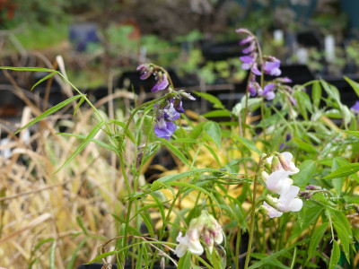 2021-04-21 Lathyrus vernus.jpg