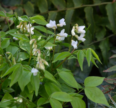 Lathyrus_vernus-weiß.21-2.jpg