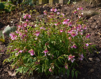 Lathyrus_vernus.21-1.jpg